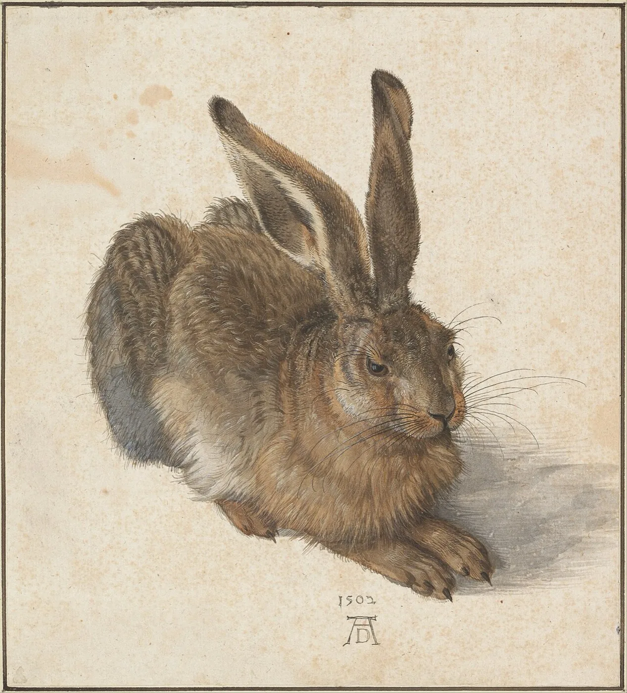 Young Hare, watercolour by Albrecht Dürer, 1502
